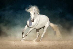 Prevenção e detecção rápida de cólicas em cavalos