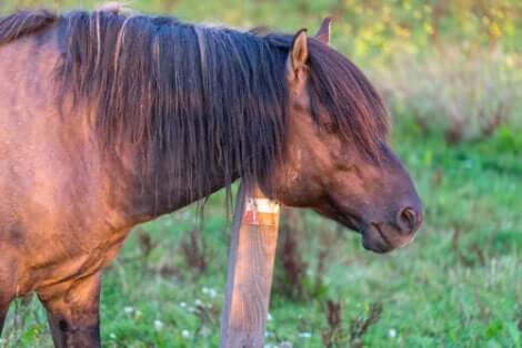 Tratamentos e cuidados com a sarna em cavalos