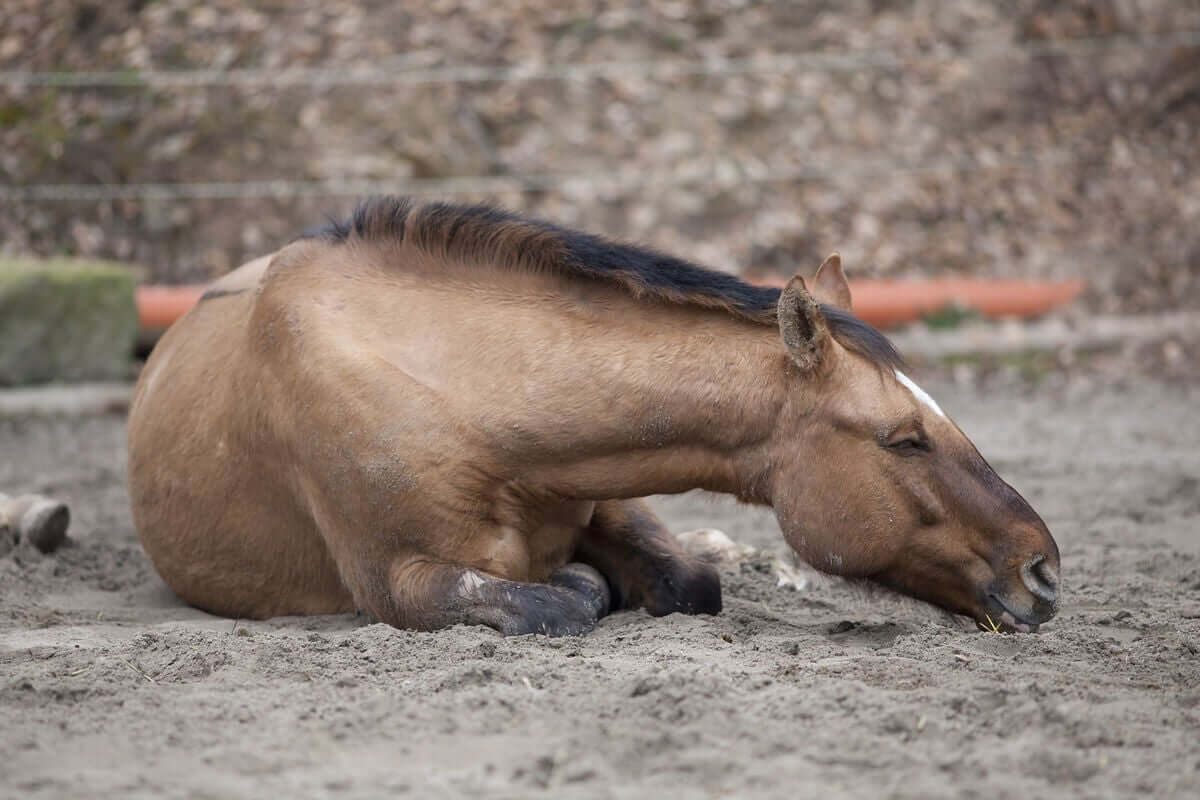 Abordagem geral para as cólicas em cavalos