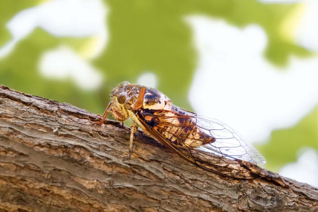 Por que as cigarras cantam no verão?