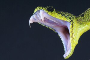 Veneno de cobra: uma cura inesperada?
