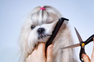 É benéfico cortar o pelo dos cães por causa do calor?