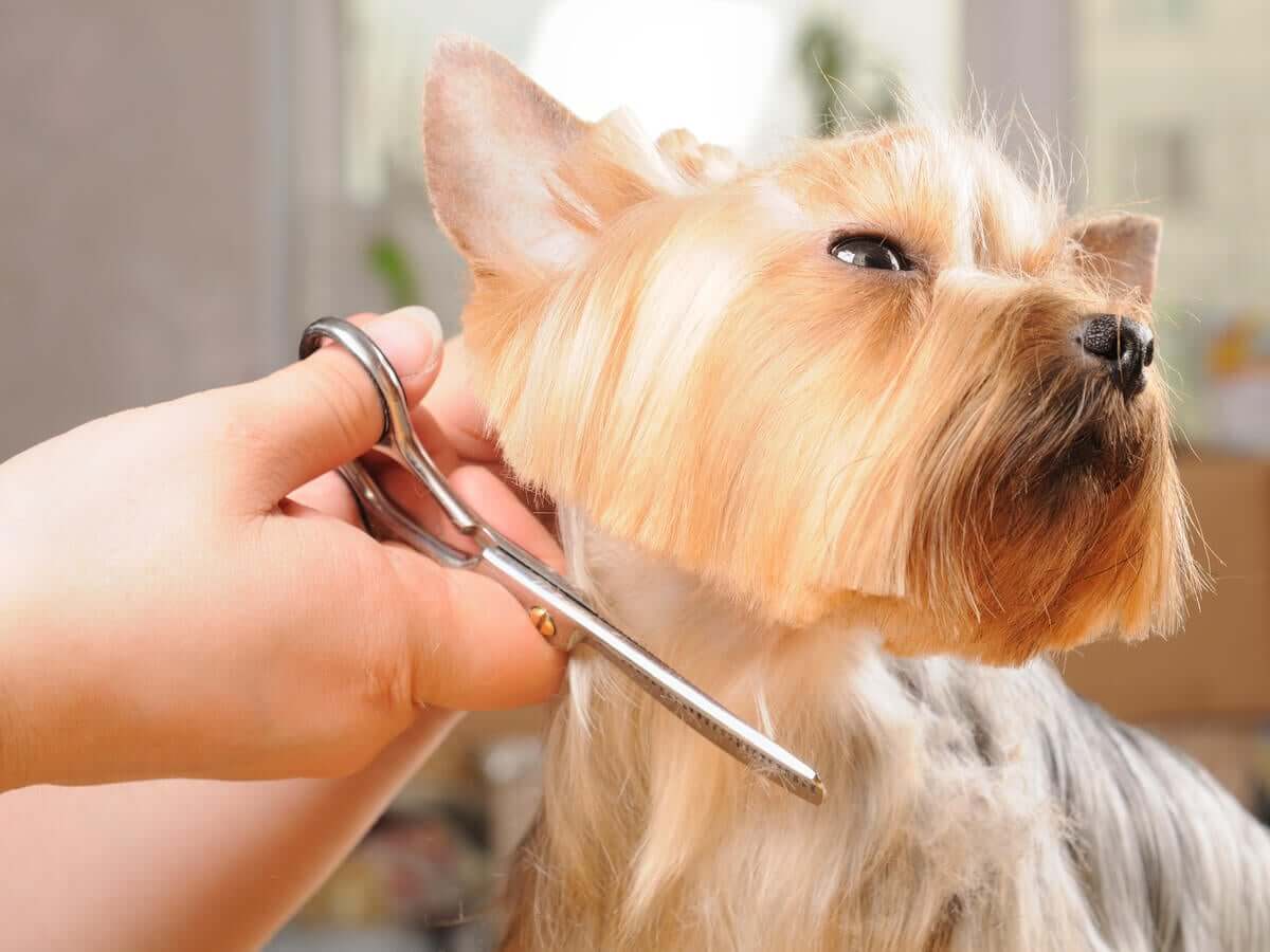Cortar o pelo dos cães e outras maneiras de combater o calor