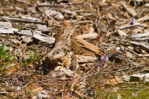O corucão: habitat e comportamento