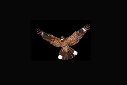 O corucão: habitat e comportamento