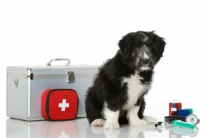 5 coisas que você deve saber para prestar os primeiros socorros ao seu cachorro