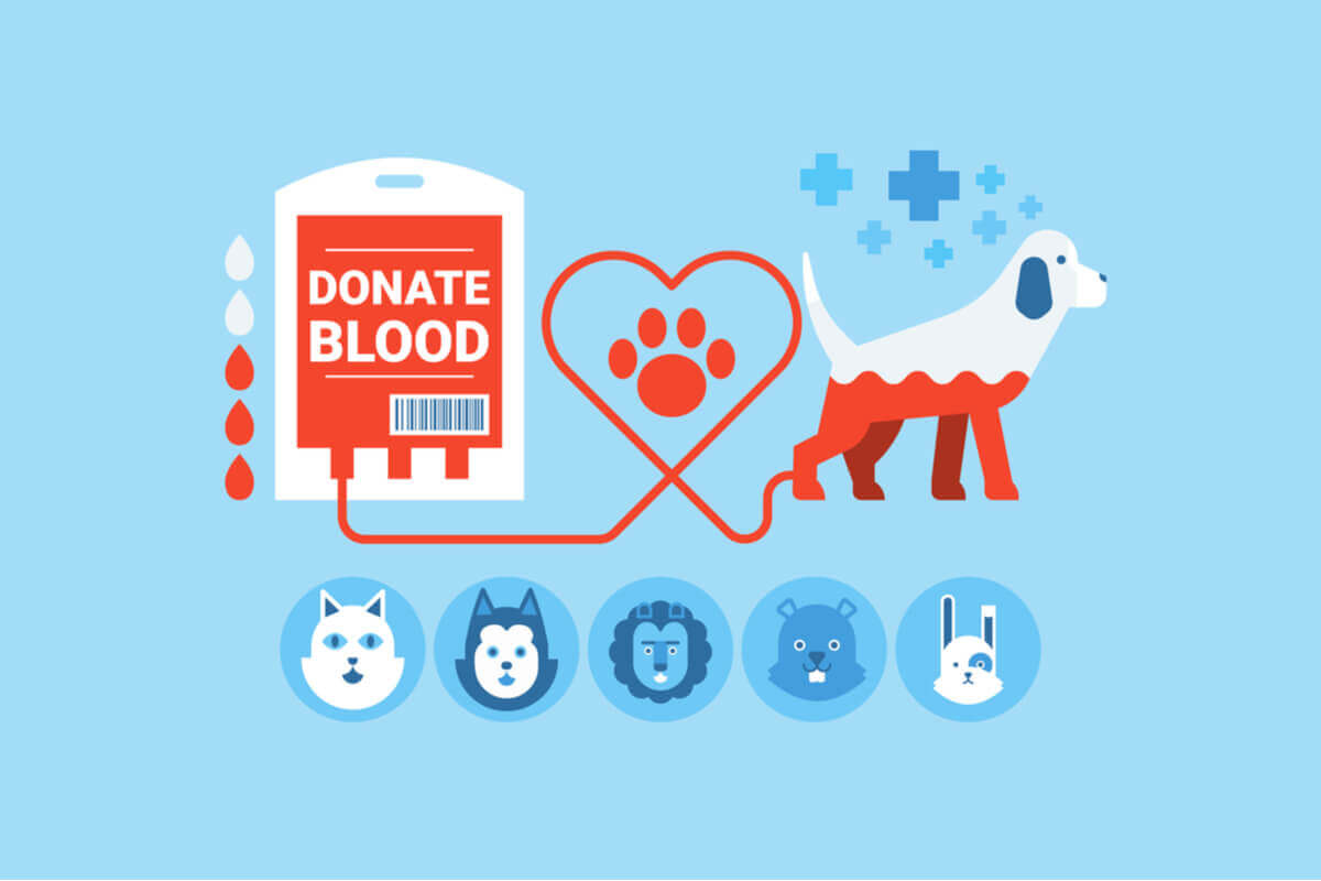 As transfusões na medicina veterinária ao longo da história