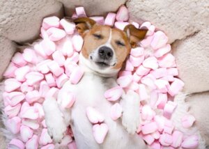 Os doces são perigosos para os cães?
