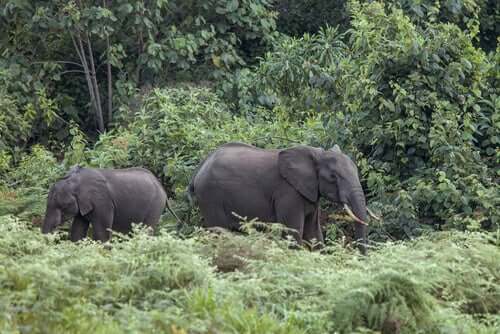 Os elefantes da floresta, guardiões das árvores