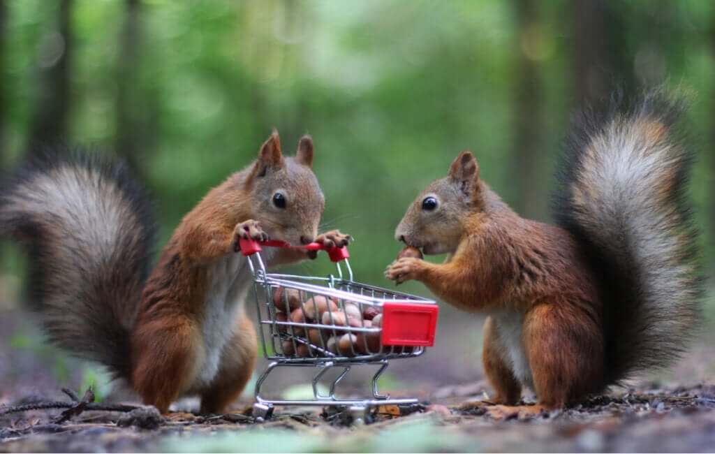 Quem guarda sempre tem: animais que armazenam alimentos