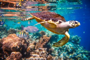Como as correntes oceânicas afetam a fauna marinha?