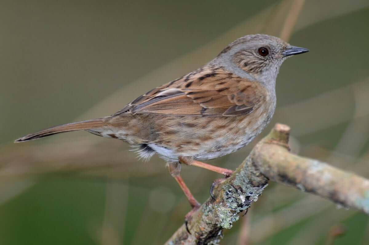 A fauna do Parque Nacional de Guadarrama