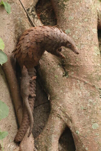 Habitat e distribuição do pangolim