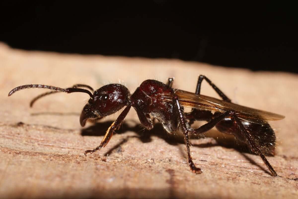 Como reconhecer a formiga-cabo-verde?