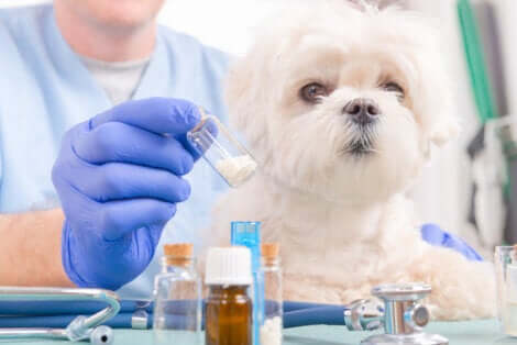 quantidade de medicação que deve ser dada a um cachorro