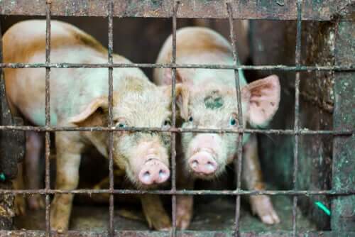 Fim das gaiolas de animais na Europa?