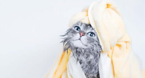 limpar os animais de estimação com lenços umedecidos
