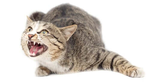 Os gatos têm ansiedade?