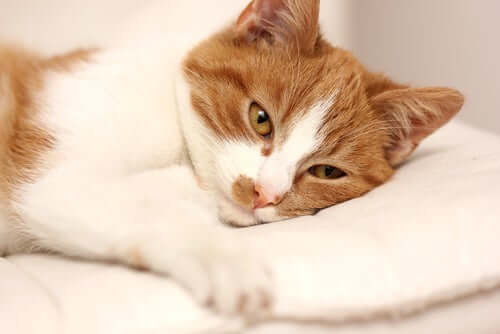 Tratamentul de giardia gatos - Oxiuros en gatos sintomas - Навигация по записям