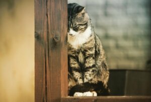 Três doenças mentais em gatos