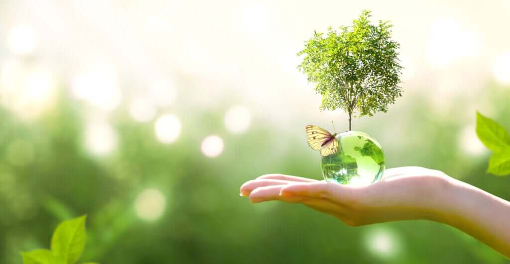 O que é sucessão ecológica?