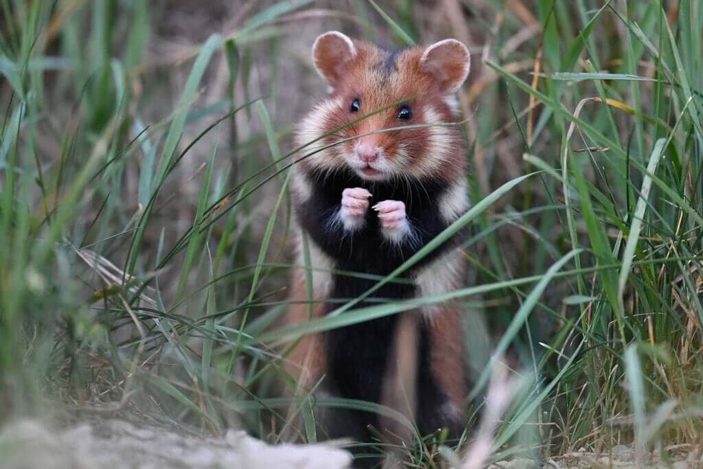 O hamster-europeu: um mamífero em grave perigo