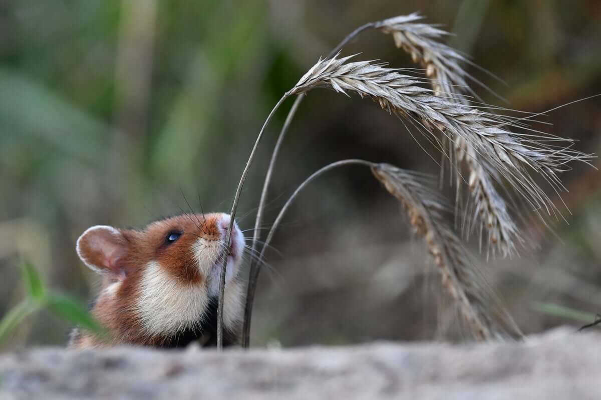 Por que o hamster-europeu está em sério perigo?