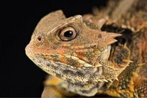 O lagarto com chifres: um réptil que chora sangue