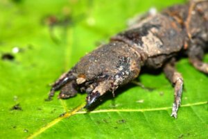 Insetos inofensivos, mas de aparência ameaçadora