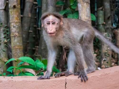 A espécie Macaca radiata e suas ameaças