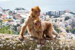 Macacos adotam um filhote ferido de outro grupo