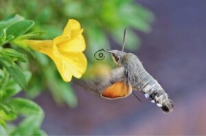 A mariposa-beija-flor: qual o seu papel na polinização?