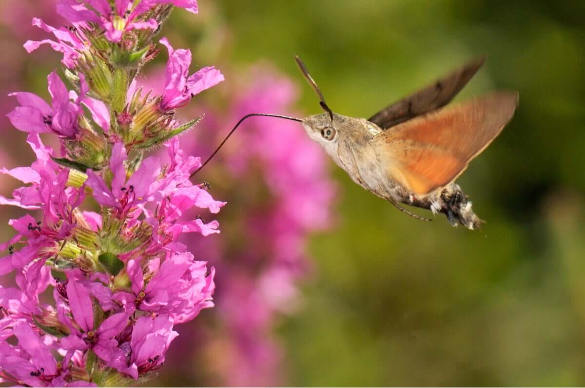Como atrair a mariposa-beija-flor para o jardim