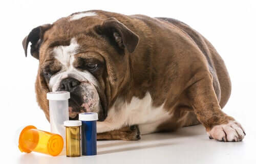 Como saber a quantidade de medicação que se deve dar a um cachorro?