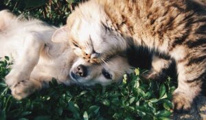 5 dicas para manter vários animais de estimação em casa