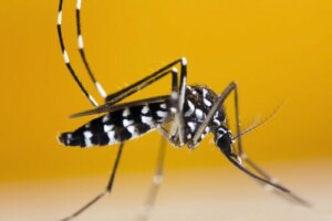 Como reconhecer o mosquito-tigre-asiático?