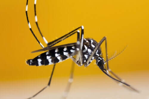 Como reconhecer o mosquito-tigre-asiático?