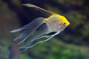 O que são animais híbridos?