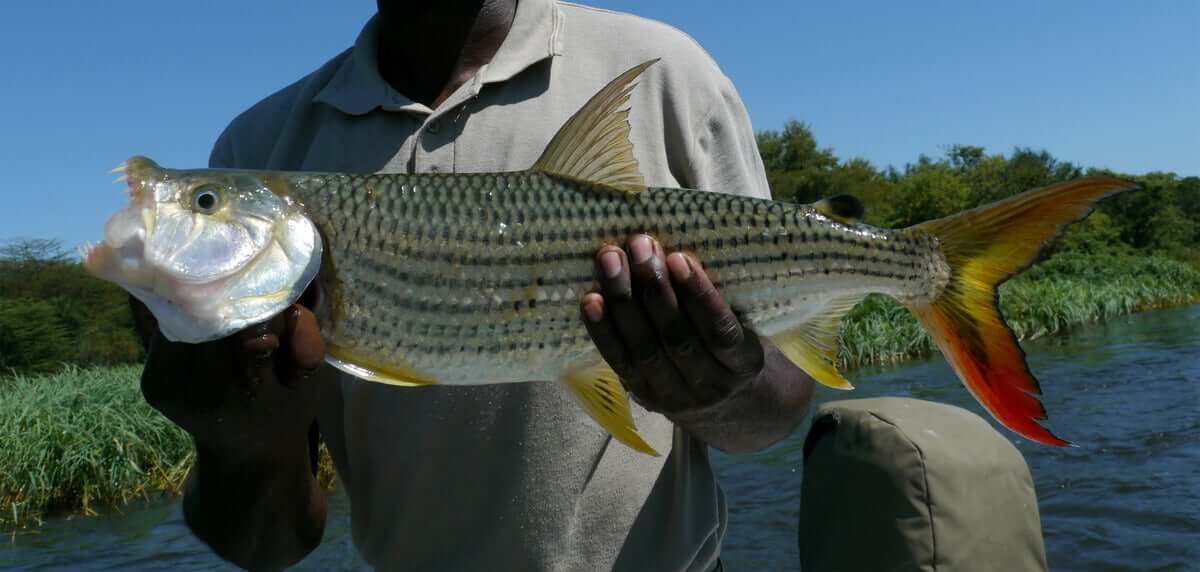 Espécie de peixe-tigre africano