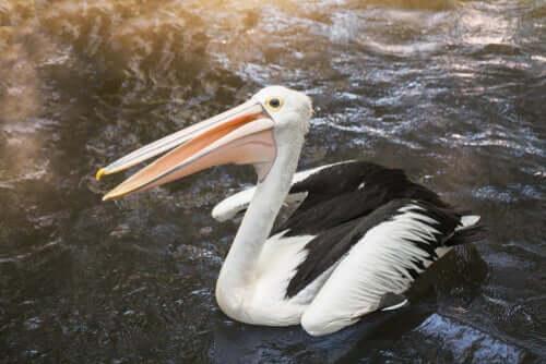 Pelicanos: famosos por seus bicos enormes