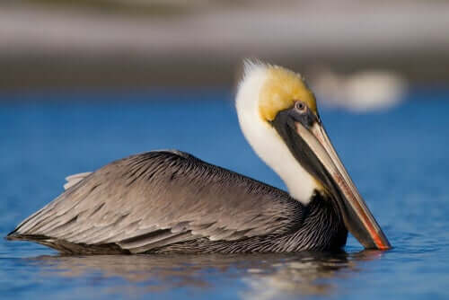 Pelicanos: famosos por seus bicos enormes