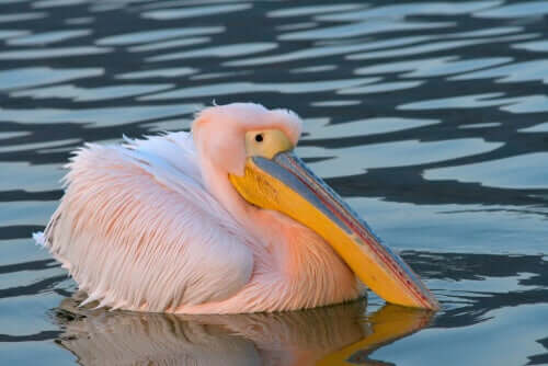 Pelicanos: famosos por seus bicos enormes