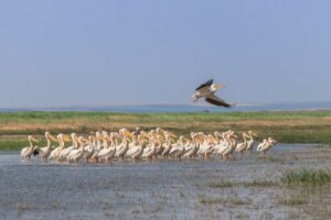 Pelicanos: famosos por seus bicos enormes