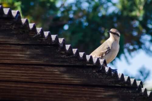 O sabiá-do-campo: uma ave de tons terrosos