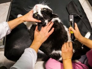 Terapia com laser para animais de estimação