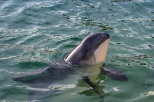 Toninhas: qual é a diferença com os golfinhos?