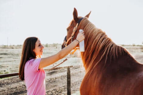 Tratamentos e cuidados com a sarna em cavalos