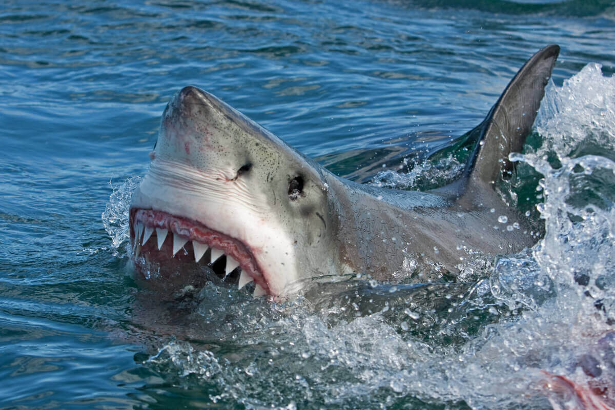 o mito de que os tubarões não ficam doentes