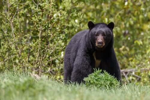 O abate de um urso por causa dos turistas que o alimentavam