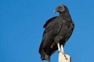 O urubu-de-cabeça-preta: estado de conservação
